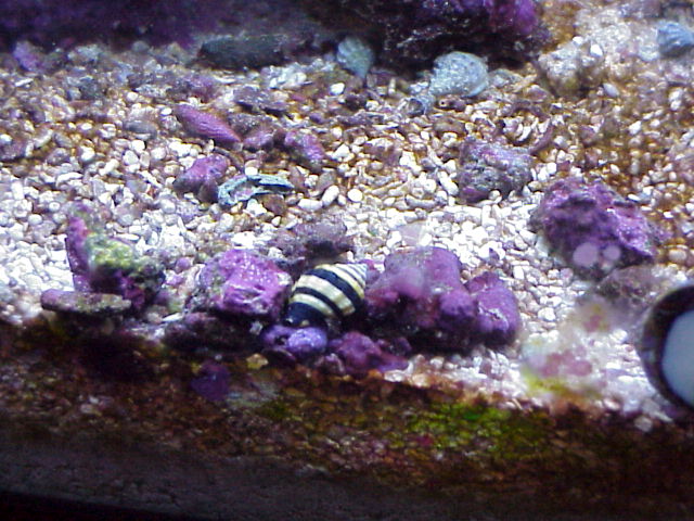 bumblebee.JPG, 08/05/2000, 87 kB