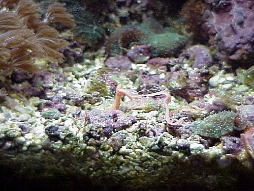bristle3.jpg, 12/28/2000, 53 kB