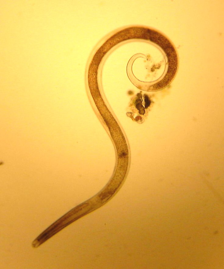 nematode1.jpg, 01/05/2001, 59 kB